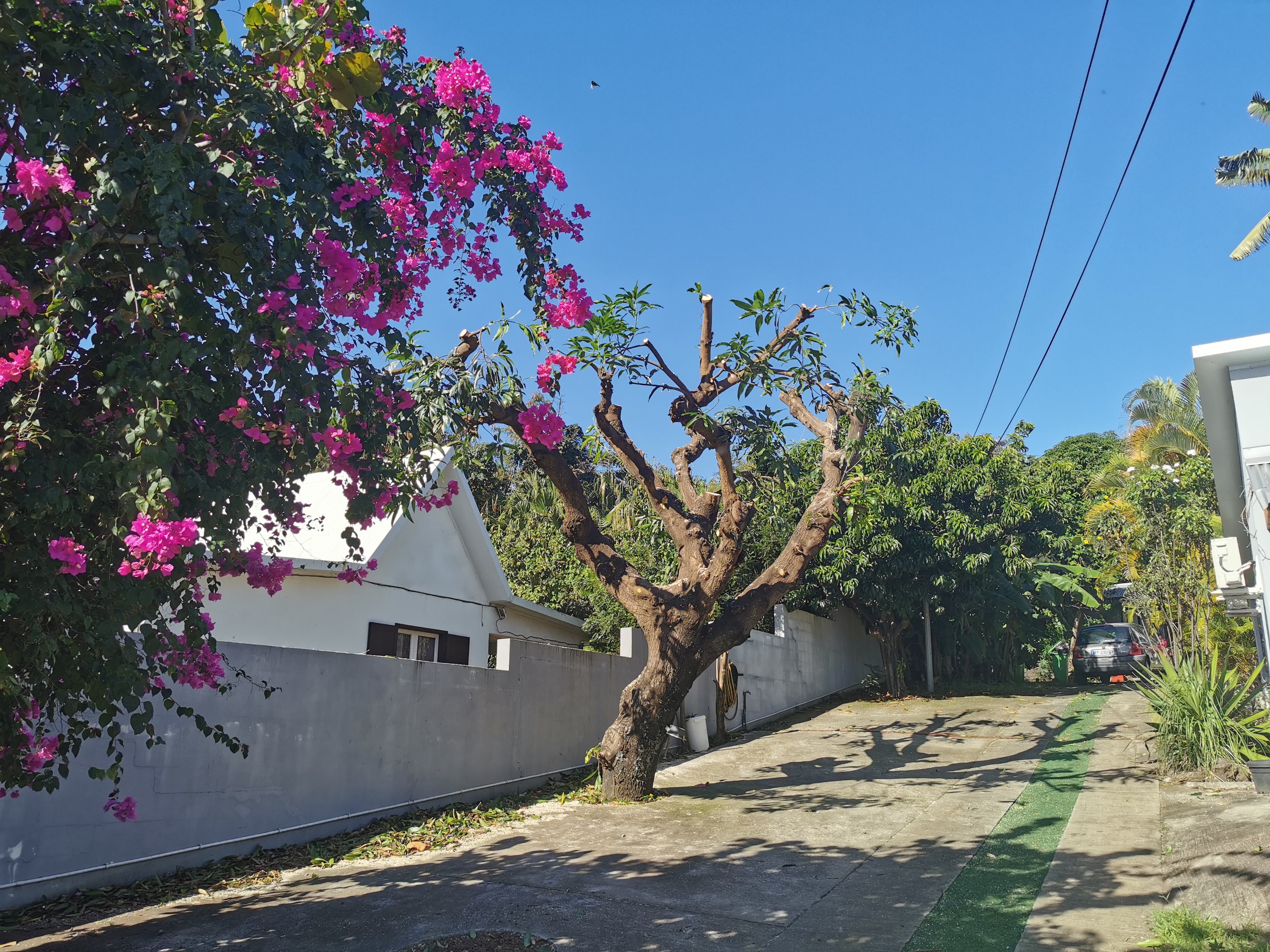 Arbre après taille de structure