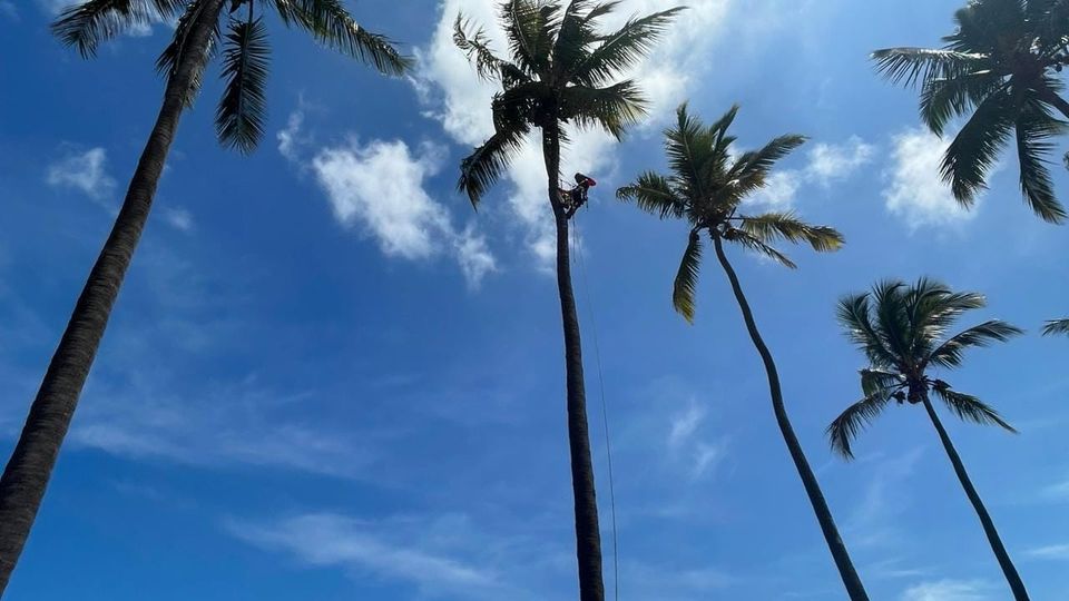 Nettoyage de cocotiers