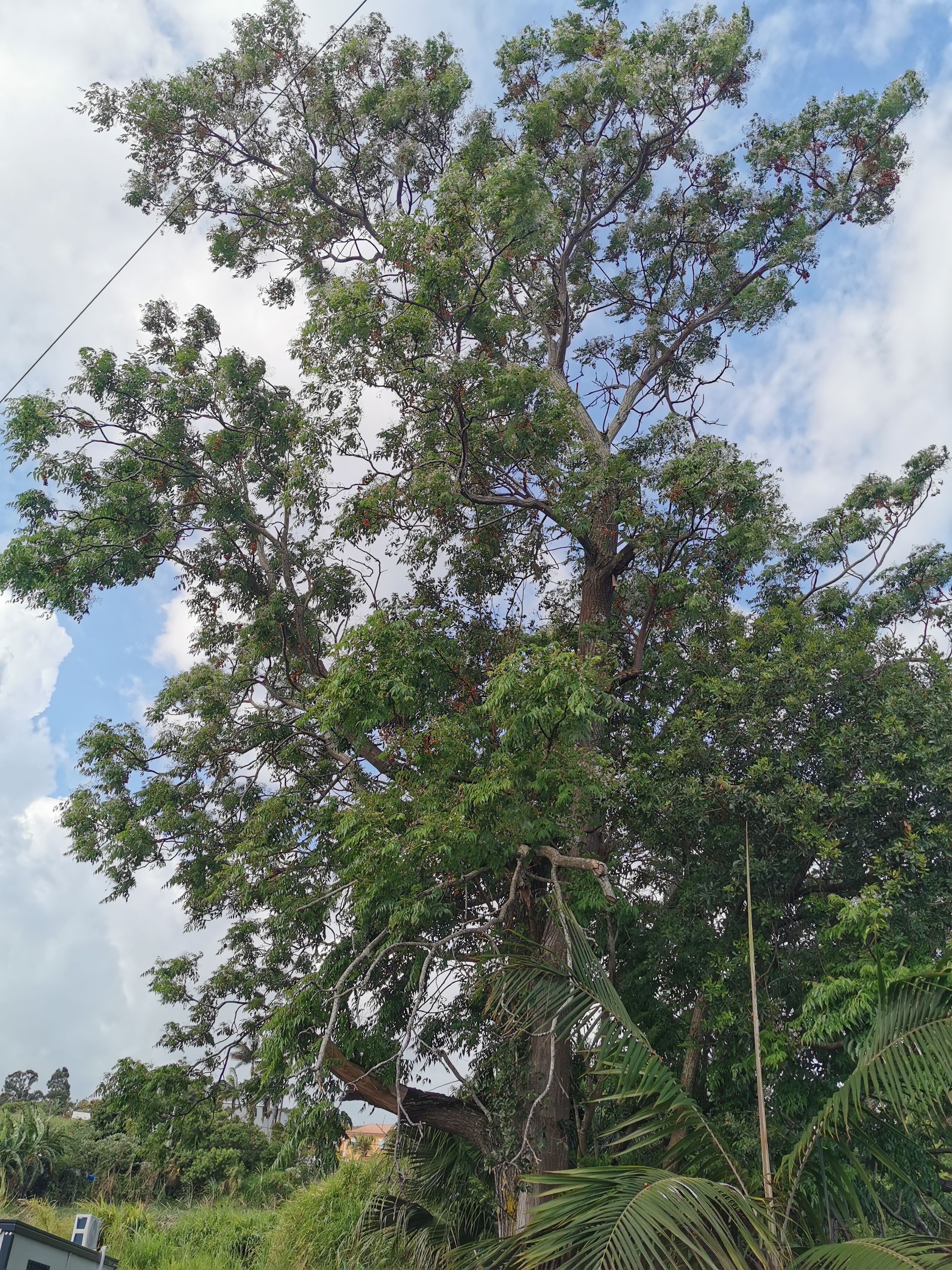 Grand arbre avant abattage