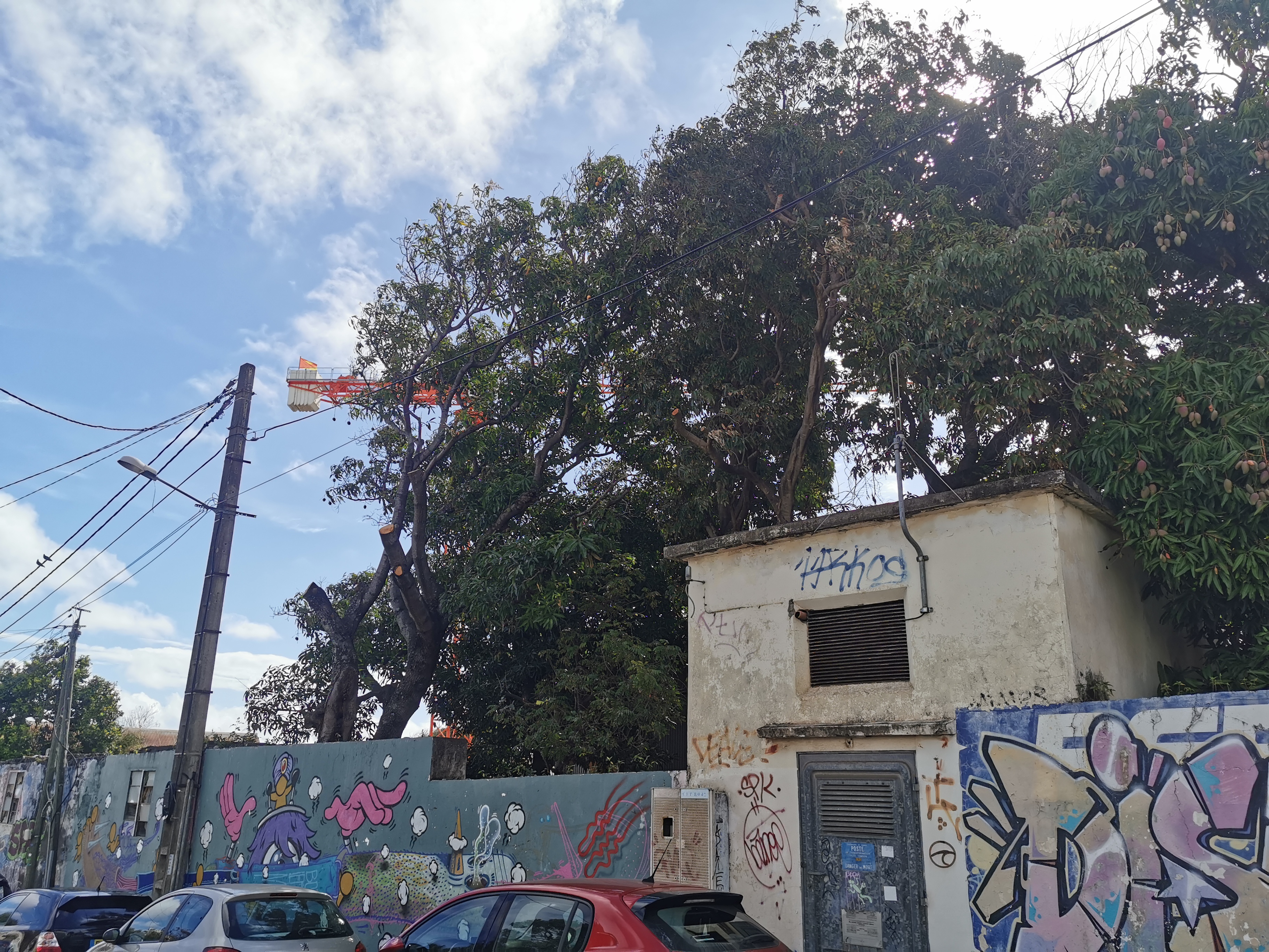 Élagage urbain après