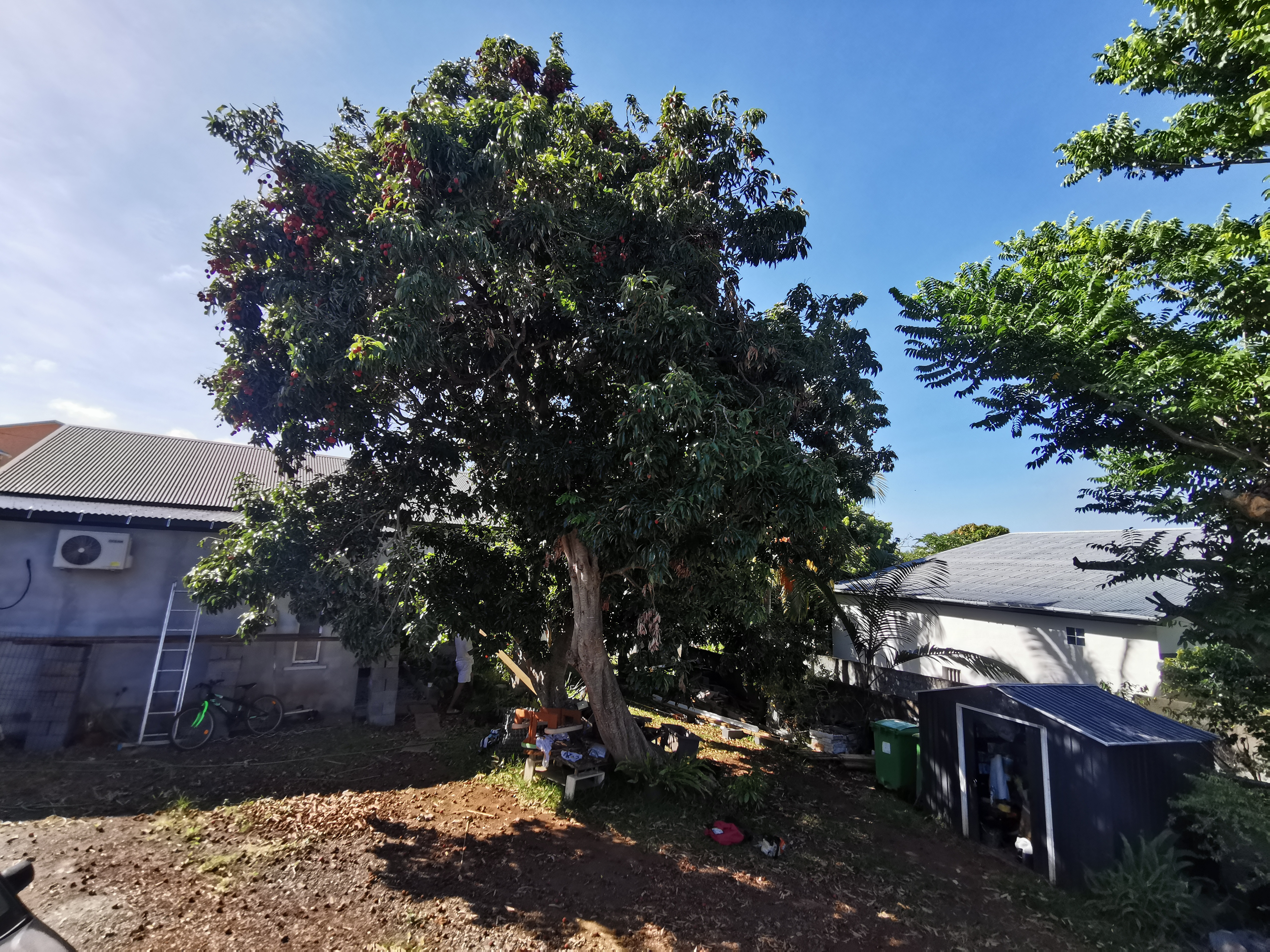 Arbre fruitier avant taille