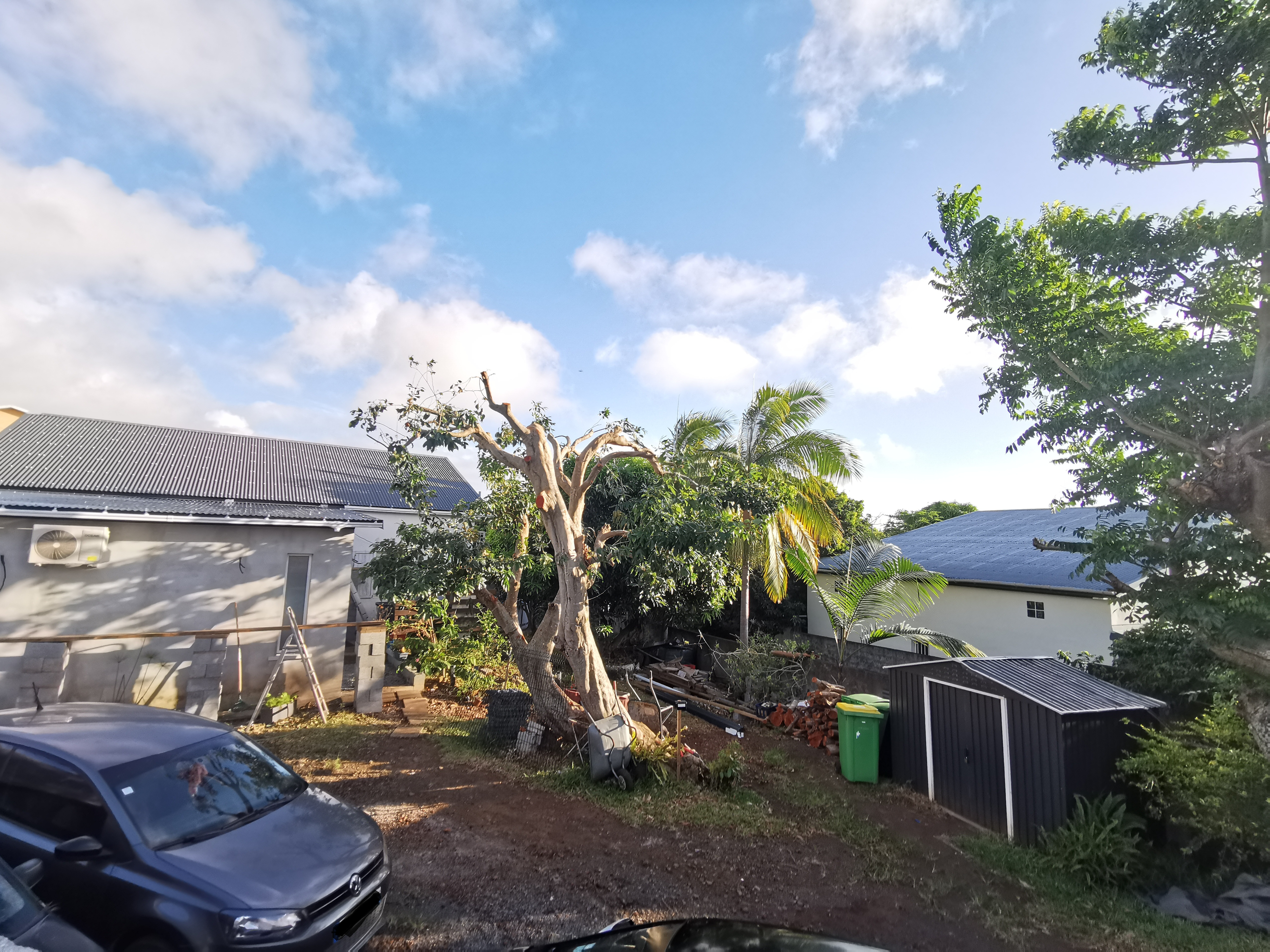 Arbre fruitier après taille raisonnée