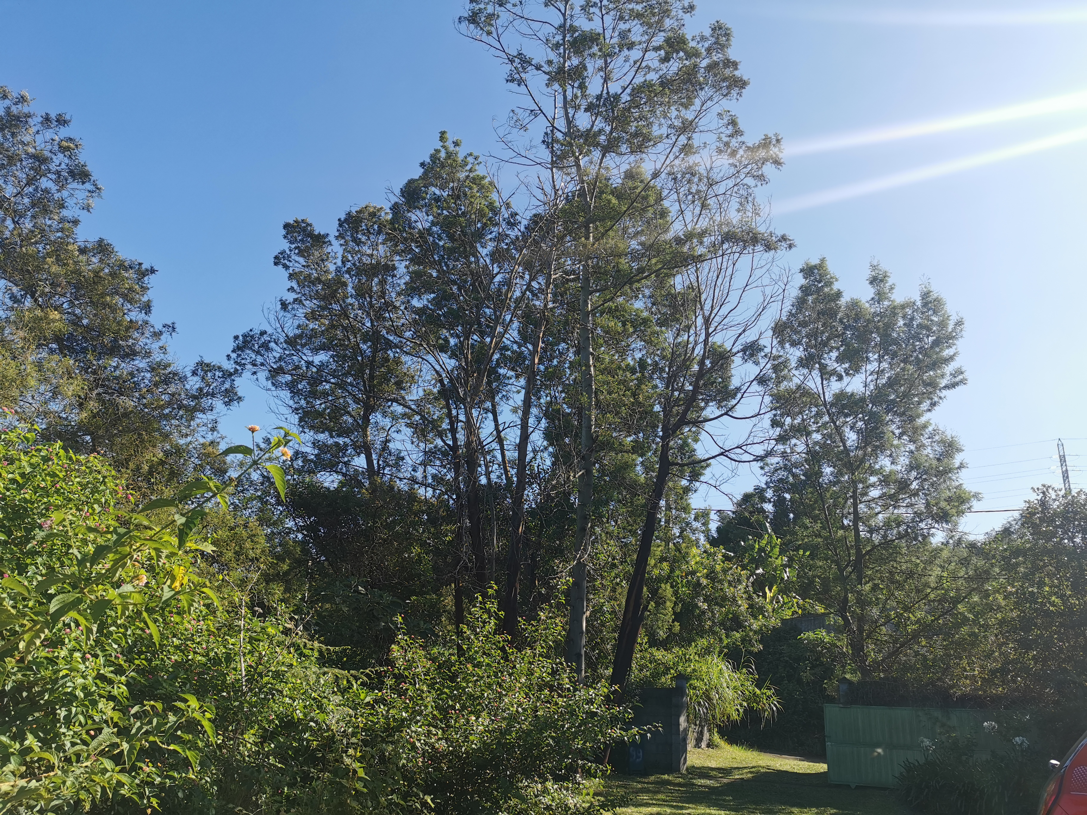 Terrain boisé avant intervention