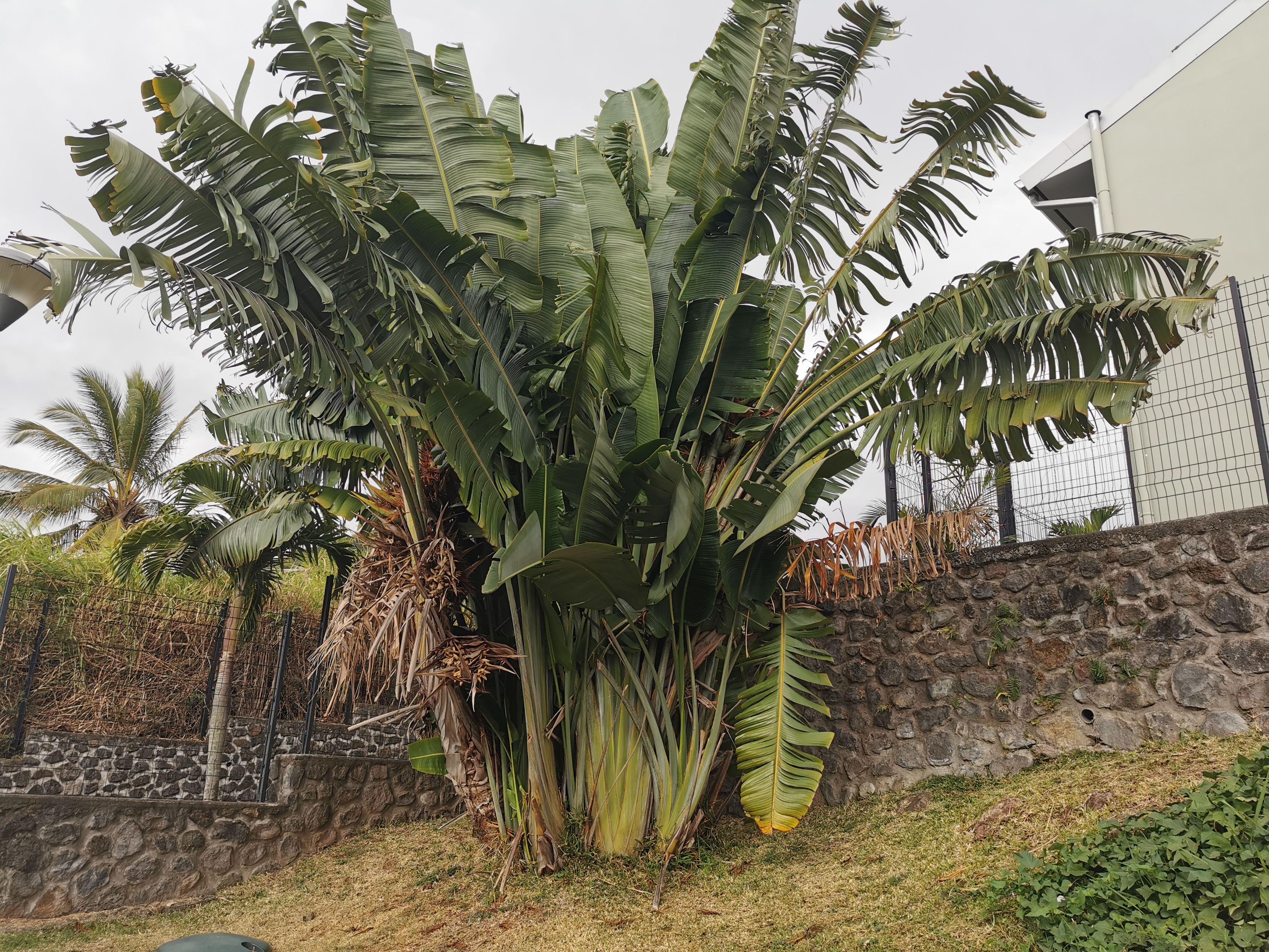 Végétation envahissante avant