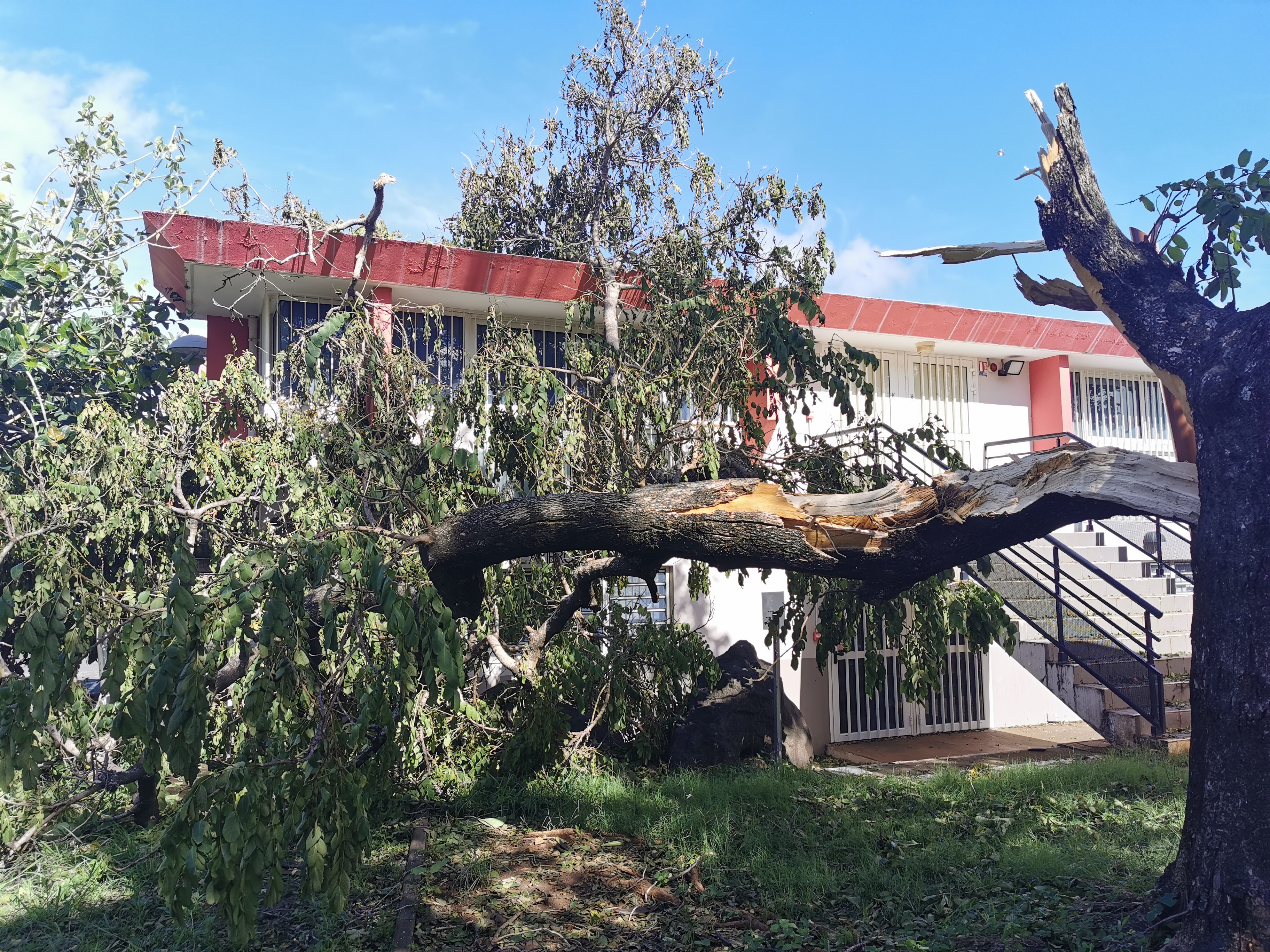 Végétation envahissante avant