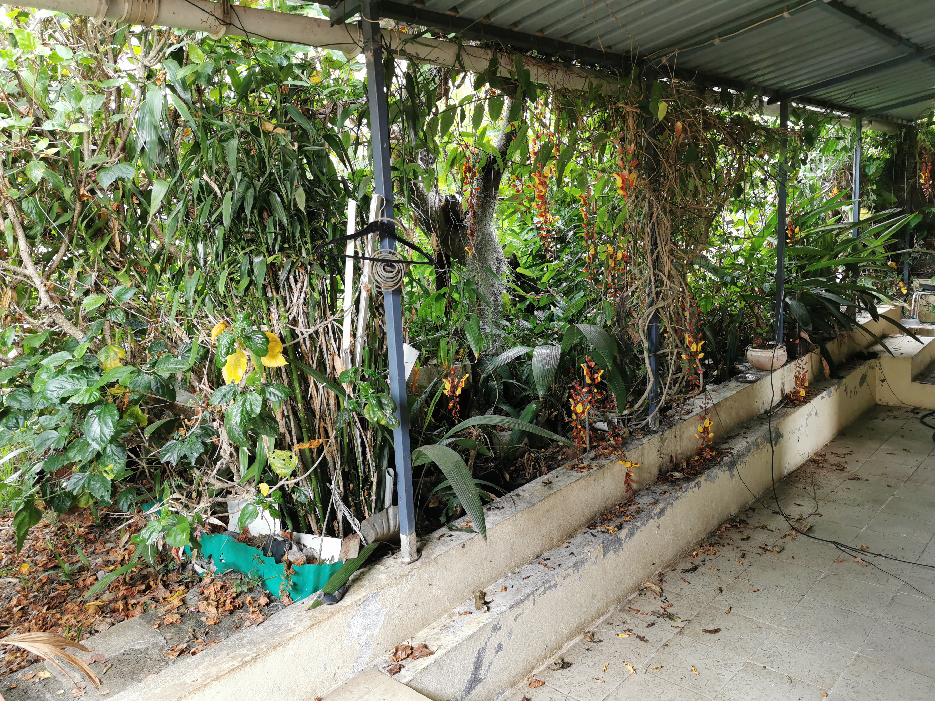 Remise en état jardin Le Tampon - Avant